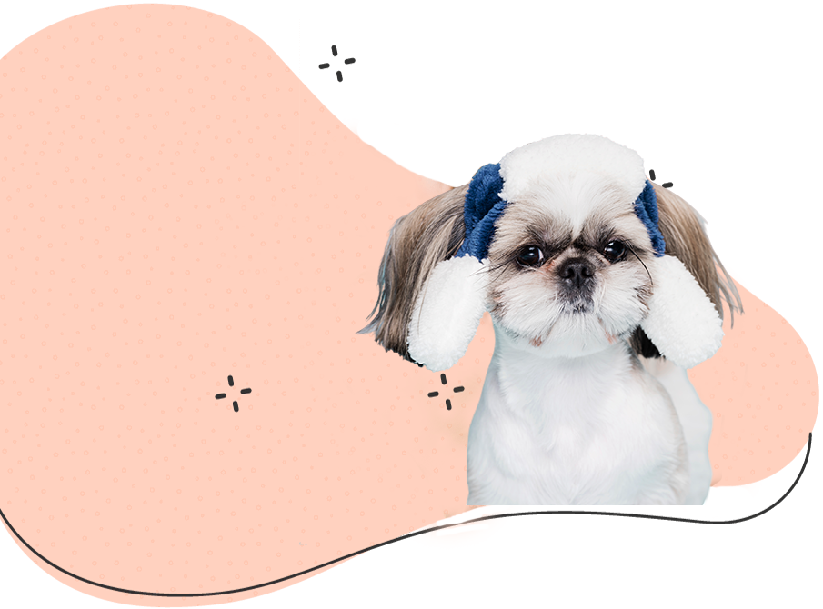 https://canifelici.bg/wp-content/uploads/2024/11/3453453.png